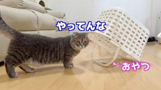 逃げ足の速い猫を捕獲する為に古典的な罠を仕掛けたらこうなりました笑