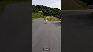 알파카(alpaca) 급하게 달리기