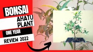 How to Make a Ahatu Bonsai plant with a small Branch / one year review 2022