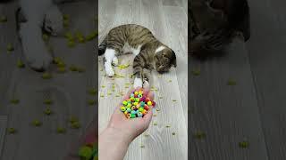 Cat Barsik  Marbles Satisfying reverse video ASMR