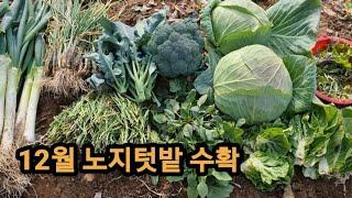 12월 노지텃밭 채소들 수확하기