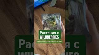 Растения с Wildberries, растения с маркетплейса, Церопегия Вуди вариегатная #растения #обзор #вб