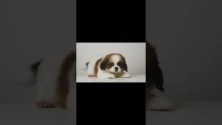 Peke-A-Tzu - Female - Pet Shop Malaysia #shihtzumixed