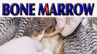 How to train Bone marro easily and completely. Art of Taxidermy.