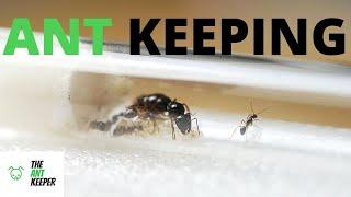 A Beginners Guide To Ant Keeping!