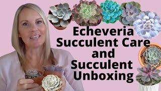 Echeveria Succulent Care and Succulent Unboxing | MOODY BLOOMS