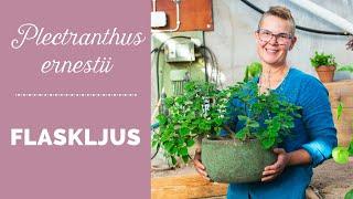 Flaskljus (Plectranthus ernestii) - Krukväxt från Skillnadens