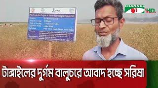 টাঙ্গাইলের যমুনার চওে আবাদ হচ্ছে বারি-১৮ জাতের সরিষা || Channel i News