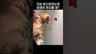 "이걸 믿는다고?.." 견주 호기심 자극한 댕댕이 지능테스트 방법