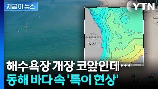 해수욕장 개장 코앞인데...동해 '이 현상'에 상인들 또 불안 [지금이뉴스] / YTN