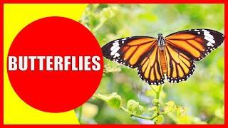 BUTTERFLIES FOR KIDS – Butterfly Facts for Children, Kindergarten and Preschoolers | Kiddopedia