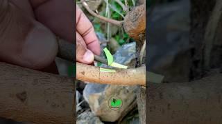 Best grafting techniques mulberry tree new grafting method #satisfying #ytshorts #fyp #gardening