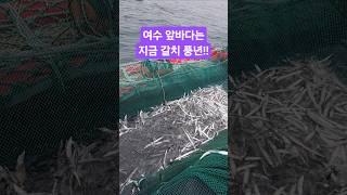 여수 앞바다는 지금!! 갈치 고등어 병어 풍년입니다