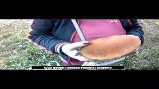 ЗДОРОВЕННЫЙ КРАСНОГОЛОВИК