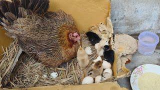 Beautiful broody hen hatching 8 chicks - best hen to hatch eggs