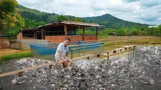 Catfish Farming Business, Millions of Profit! How to Start A Catfish Farm & Preparing for Breeding!