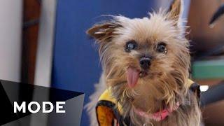 I Rescue Senior Dogs | My Life  Glam.com