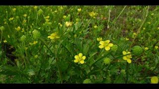 A0129 #왜젓가락나물(Ranunculus quelpaertensis) [영명] Jejudo buttercup [약효] 진통, 창종, 충독 #제주올레길 #특산식물 #털개구리미나리