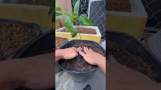 Lá Cây Mọc Dại Trị Loét Dạ Dày? Nhiều Người Uống Rồi Khỏi Thật!