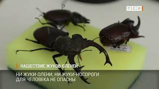 Нашествие жуков-оленей