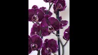 Орхидея фаленопсис Phal. Chiada Stacy Chocolate drops hybrid (Каменная роза)