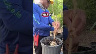 How to plant your airlayer #airlayer #airlayering #andrethefarmer #gardeningtips #plantpropagation