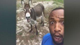 Singing donkey goes viral