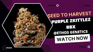 Seed to Harvest: Grow Purple Zkittlez Rbx by Ethos Genetics under Ac Infinity S44 LED Grow Lights