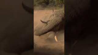 Elephant Charges in Dangerous Finish to Zimbabwe Hunt