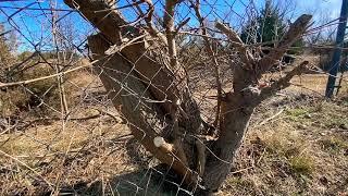 8   Removing Super Overgrown Tree Bush Inside Chain Link Fence Part 2