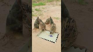New Idea Create Easy Quail Trap Using Paper And  Bamboo shoots #shorts #shortvideo