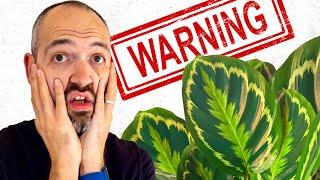 10 Houseplants Beginners Should AVOID