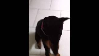 Doberman Tricks