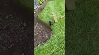 Edging Beds Landscape