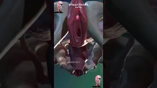 Female pelvic gates |  The female system  ️
