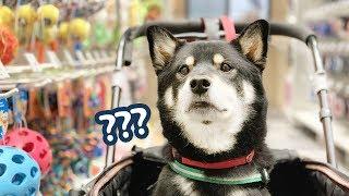 강아지 생일날  갖고 싶어하는 장난감 다 사줬어요 (탱이 4살 생일 축하해!)
