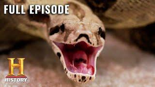 Rise of the Super Snakes | Swamp People: Serpent Invasion (S1, E4) | Full Episode | History