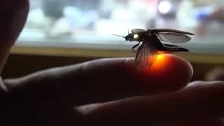 Bioluminescent click beetle (Pyrophorini) glowing in two colors when flying off