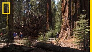 Top 5 Must-See Attractions in Yosemite | National Geographic