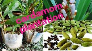 Cardamom plantation |Queen of spices|Cardamom|Private farm|Peerumedu|Idukki|Kerala|True Cardamom