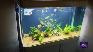 Boyu aquarium 250l review/ Аквариум Boyu 250л. обзор.