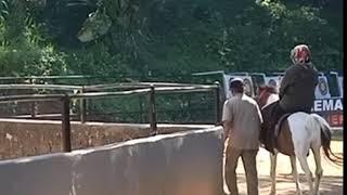 Belajar Naik Kuda