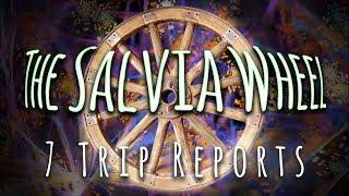 "THE SALVIA WHEEL" - 7 Trip Reports w/ Visuals