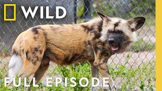 Wild Dog vs. Allergies (Full Episode) | Secrets of the Zoo: Tampa | Nat Geo Animals