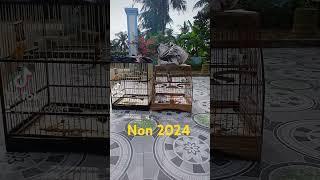 Mào non 2024