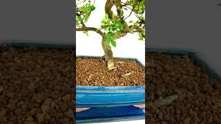 Stupendous Specimen Chinese Elm Indoor Bonsai for Beginners | 25 years old