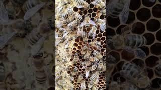 Первые плодные матки в сезоне 2025 #bee #пчеленок #beekeeper