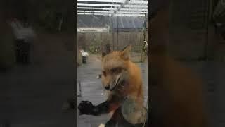 A Fox's Christmas Wish: Scratching to Join the Festivities