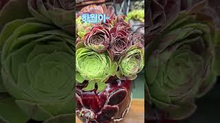 하월야~우째 이리도 이쁜지  이러니 안반할수 있겠어~~ #나는 반딧불 #황가람 #에오니움  #냥이네공방  #시츄 #시숑