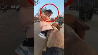 The Incredible Dog Who Picks Up a Girl from School 